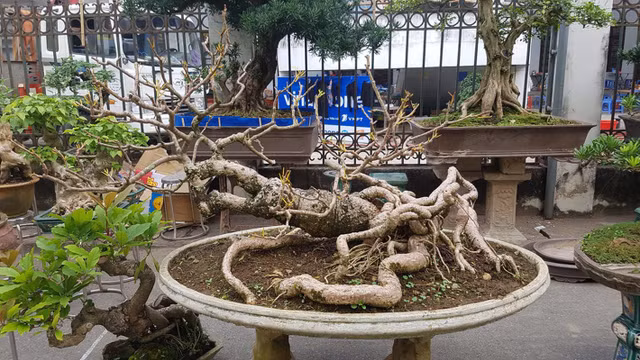 Những chậu bonsai có hình thù kỳ dị, lạ mắt khiến đại gia mê đắm - Hình 9 Nhung chau bonsai co hinh thu ky di, la mat khien dai gia me dam-Hinh-9