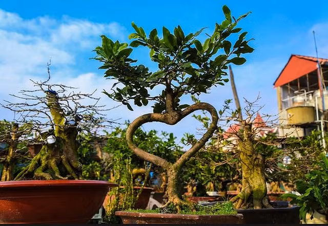 Những chậu bonsai có hình thù kỳ dị, lạ mắt khiến đại gia mê đắm - Hình 10 Nhung chau bonsai co hinh thu ky di, la mat khien dai gia me dam-Hinh-10