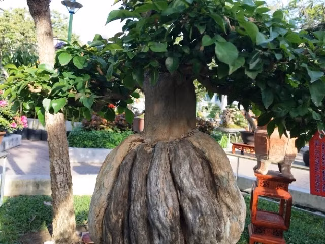 Những chậu bonsai có hình thù kỳ dị, lạ mắt khiến đại gia mê đắm - Hình 3 Nhung chau bonsai co hinh thu ky di, la mat khien dai gia me dam-Hinh-3