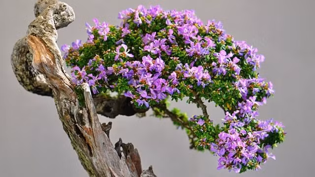 Những chậu bonsai có hình thù kỳ dị, lạ mắt khiến đại gia mê đắm - Hình 4 Nhung chau bonsai co hinh thu ky di, la mat khien dai gia me dam-Hinh-4