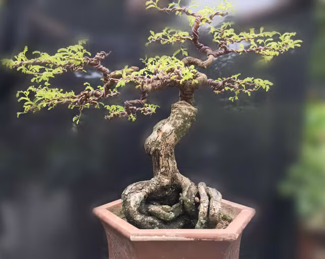 Những chậu bonsai có hình thù kỳ dị, lạ mắt khiến đại gia mê đắm - Hình 2 Nhung chau bonsai co hinh thu ky di, la mat khien dai gia me dam-Hinh-2