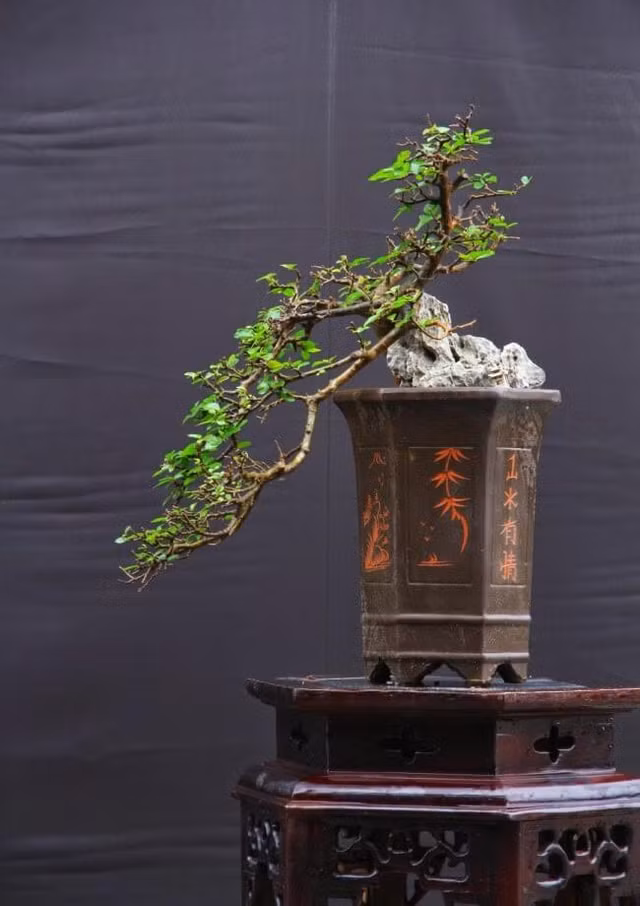Những chậu bonsai có hình thù kỳ dị, lạ mắt khiến đại gia mê đắm Nhung chau bonsai co hinh thu ky di, la mat khien dai gia me dam