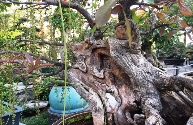 Những chậu bonsai có hình thù kỳ dị, lạ mắt khiến đại gia mê đắm - Hình 7 Nhung chau bonsai co hinh thu ky di, la mat khien dai gia me dam-Hinh-7
