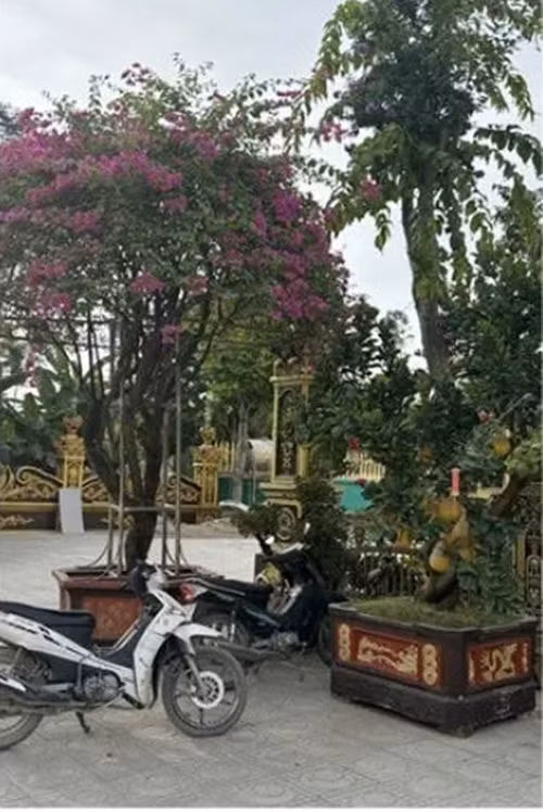 Đại gia Nghệ An dành hơn 3.000m2 trồng các loại cây bonsai trị giá bạc tỷ - Hình 5 Dai gia Nghe An danh hon 3.000m2 trong cac loai cay bonsai tri gia bac ty-Hinh-5