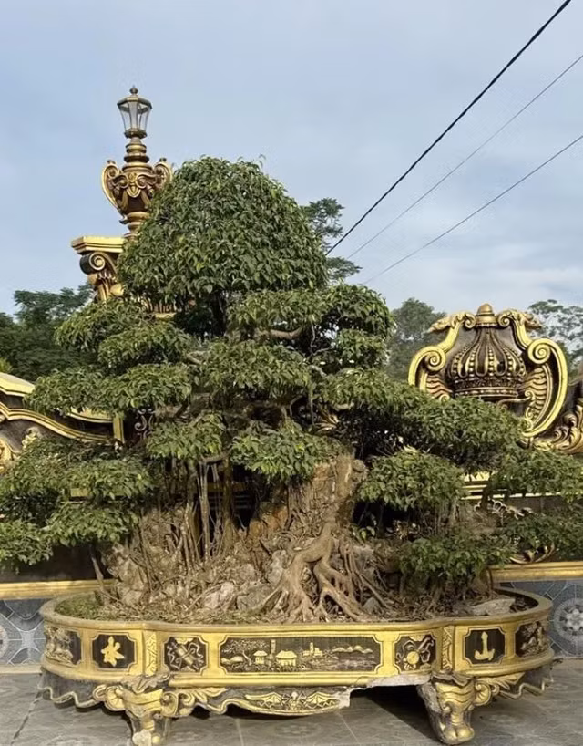 Đại gia Nghệ An dành hơn 3.000m2 trồng các loại cây bonsai trị giá bạc tỷ - Hình 3 Dai gia Nghe An danh hon 3.000m2 trong cac loai cay bonsai tri gia bac ty-Hinh-3