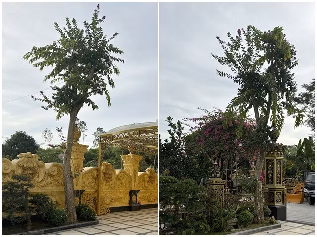 Đại gia Nghệ An dành hơn 3.000m2 trồng các loại cây bonsai trị giá bạc tỷ - Hình 9 Dai gia Nghe An danh hon 3.000m2 trong cac loai cay bonsai tri gia bac ty-Hinh-9