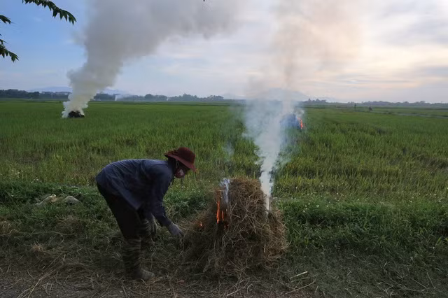 Rơm khô, vỏ trấu được rao bán rầm rộ trên mạng để làm gì? Rom kho, vo trau duoc rao ban ram ro tren mang de lam gi?