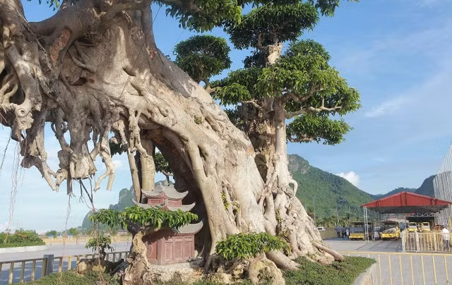 Nhiều đại gia mê mẩn cây sanh trong chậu lớn nhất Việt Nam - Hình 4 Nhieu dai gia me man cay sanh trong chau lon nhat Viet Nam-Hinh-4