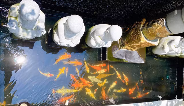 Can canh biet thu cua Shark Tank Viet Nam-Hinh-11