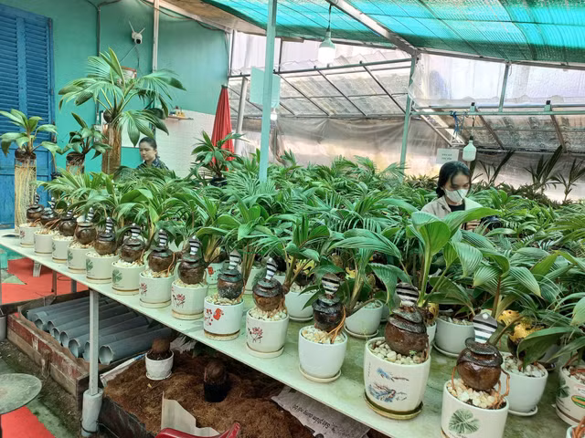 Trao luu san dua bonsai hinh ran hut khach choi Tet 2025-Hinh-8