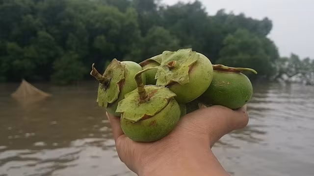 Von la qua dai, trai nhau va ban gio thanh dac san xuat khau-Hinh-6