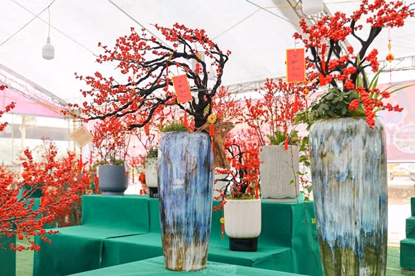 Ngỡ ngàng 'đào đông đỏ' Winterberry giá trăm triệu hút đại gia - Hình 2 Ngo ngang 'dao dong do' Winterberry gia tram trieu hut dai gia-Hinh-2