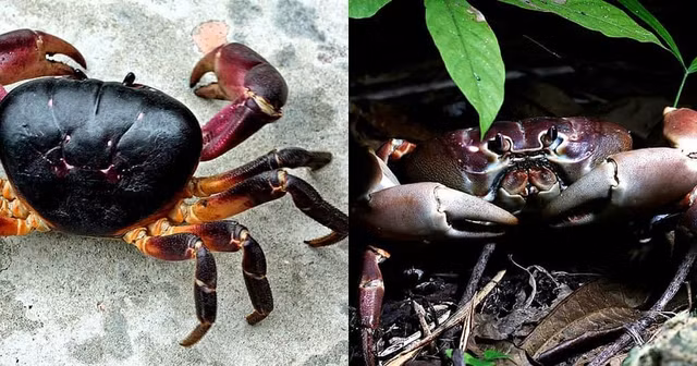 Loài cua lạ thơm mùi thuốc bắc, 2 triệu đồng/kg vẫn “cháy hàng“ - Hình 4 Loai cua la thom mui thuoc bac, 2 trieu dong/kg van “chay hang“-Hinh-4