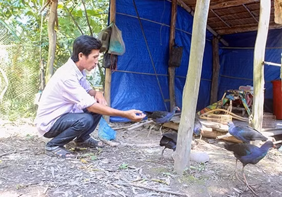 Chim trích cồ có gì đặc biệt mà giá tiền triệu? - Hình 3 Chim trich co co gi dac biet ma gia tien trieu?-Hinh-3