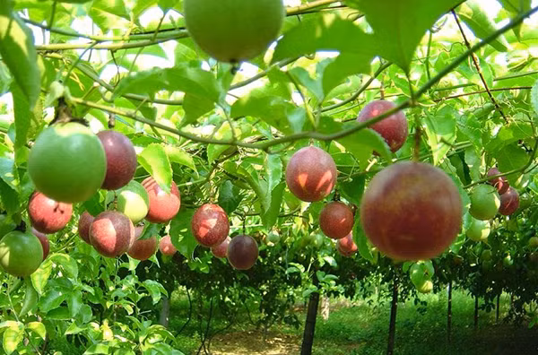 4 loại quả tưởng chỉ tạo bóng mát, nay thành đặc sản nức tiếng - Hình 4 4 loai qua tuong chi tao bong mat, nay thanh dac san nuc tieng-Hinh-4