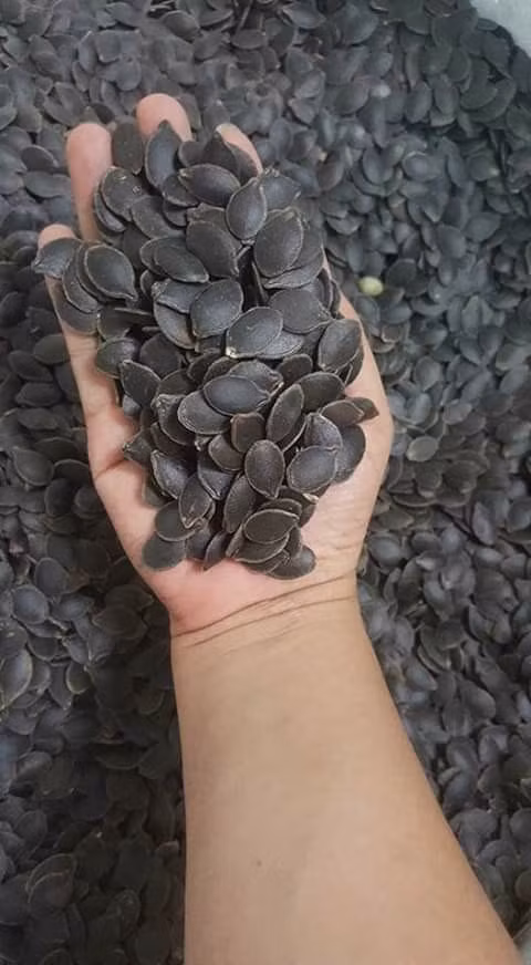 4 loại quả tưởng chỉ tạo bóng mát, nay thành đặc sản nức tiếng - Hình 3 4 loai qua tuong chi tao bong mat, nay thanh dac san nuc tieng-Hinh-3