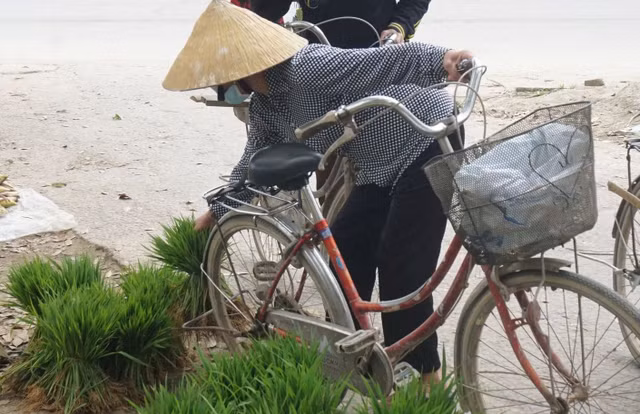 Thú vị phiên chợ bán lúa non độc lạ ở Nghệ An - Hình 3 Thu vi phien cho ban lua non doc la o Nghe An-Hinh-3