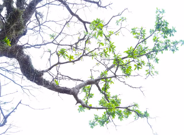Bật mí về cây lộc vừng cổ thụ chỉ đại gia mới mua được - Hình 4 Bat mi ve cay loc vung co thu chi dai gia moi mua duoc-Hinh-4