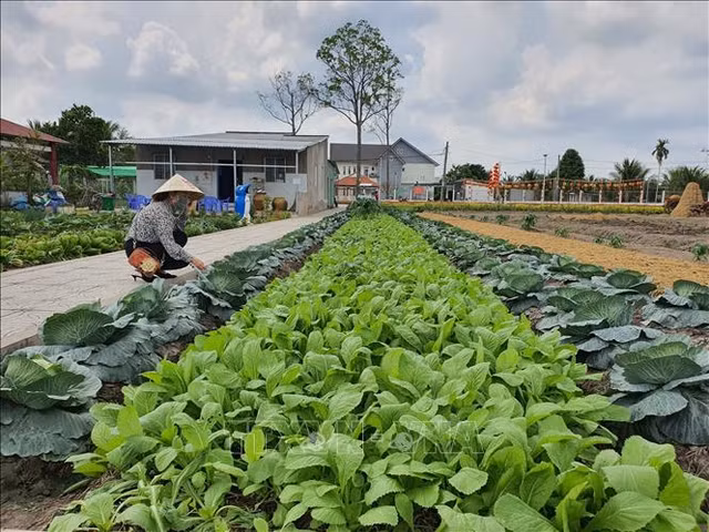 Cận cảnh khu sinh thái Phố Ông Lang rộng hơn 10.000 m2 - Hình 9 Can canh khu sinh thai Pho Ong Lang rong hon 10.000 m2-Hinh-9