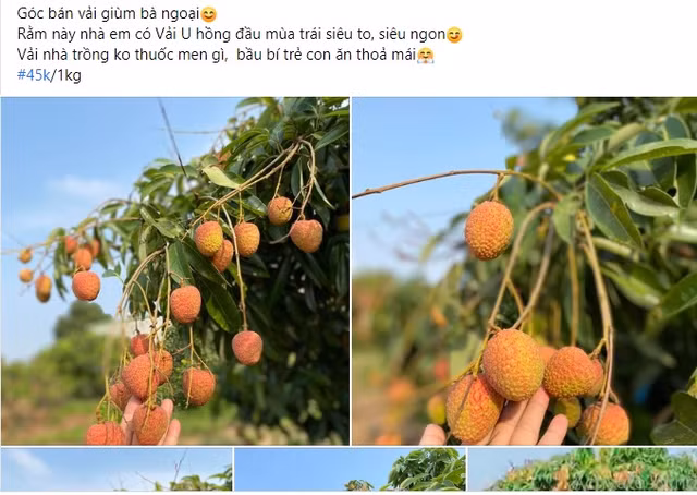 Vải chín sớm giá cao vẫn đắt hàng Vai chin som gia cao van dat hang