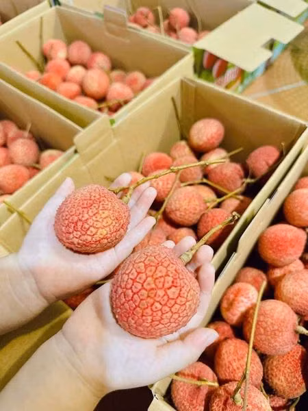 Những quả vải trứng siêu to khổng lồ giá hơn 200.000 đồng mỗi kg - Hình 9 Nhung qua vai trung sieu to khong lo gia hon 200.000 dong moi kg-Hinh-9
