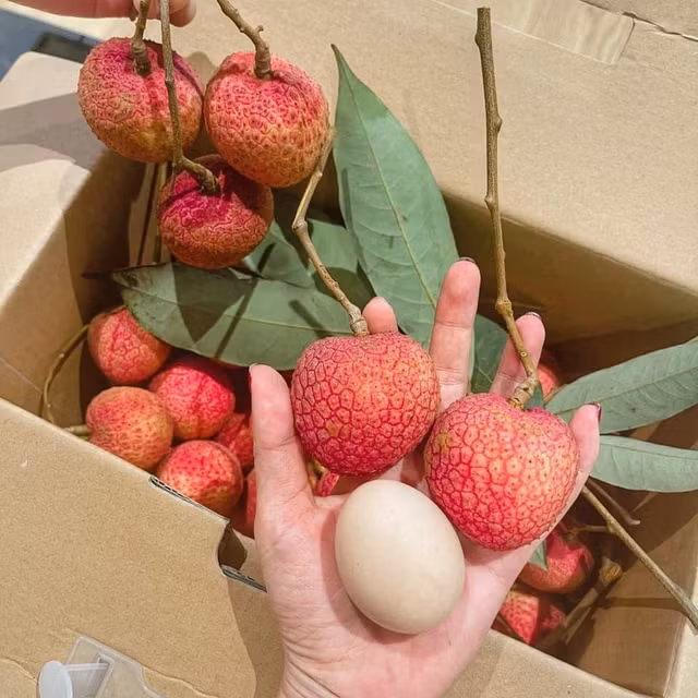Những quả vải trứng siêu to khổng lồ giá hơn 200.000 đồng mỗi kg - Hình 2 Nhung qua vai trung sieu to khong lo gia hon 200.000 dong moi kg-Hinh-2