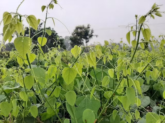 Loài rau bỏ hoang nay được xuất khẩu sang Mỹ với giá cao Loai rau bo hoang nay duoc xuat khau sang My voi gia cao