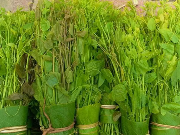 Loài rau bỏ hoang nay được xuất khẩu sang Mỹ với giá cao - Hình 7 Loai rau bo hoang nay duoc xuat khau sang My voi gia cao-Hinh-7