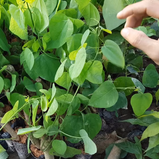Loài rau bỏ hoang nay được xuất khẩu sang Mỹ với giá cao - Hình 8 Loai rau bo hoang nay duoc xuat khau sang My voi gia cao-Hinh-8