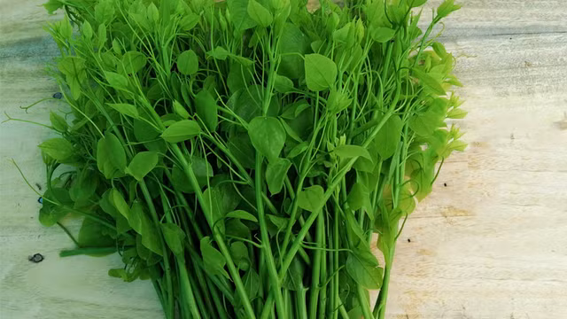 Loài rau bỏ hoang nay được xuất khẩu sang Mỹ với giá cao - Hình 10 Loai rau bo hoang nay duoc xuat khau sang My voi gia cao-Hinh-10