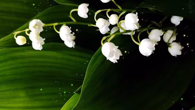 Linh lan được xếp thứ 9 trong top 10 loài hoa đắt nhất thế giới - Hình 6 Linh lan duoc xep thu 9 trong top 10 loai hoa dat nhat the gioi-Hinh-6