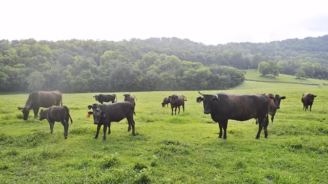 Ly do Wagyu la mot trong nhung loai thit bo quy hiem nhat the gioi-Hinh-9