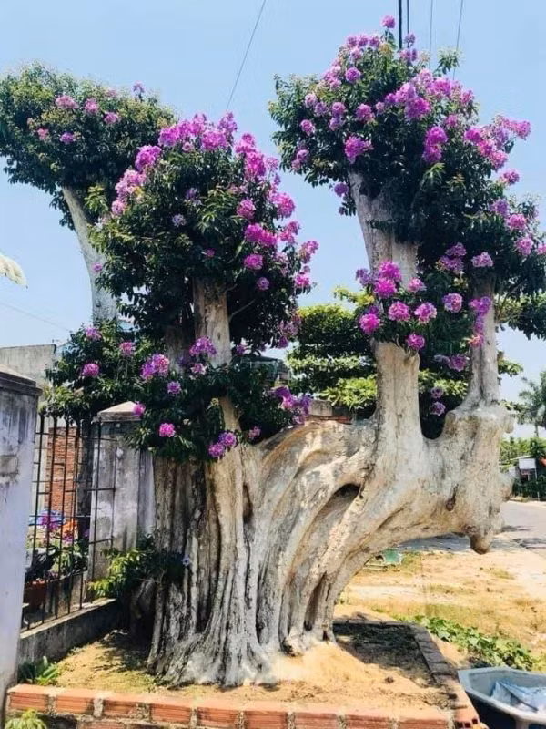 Can canh nhung cay bang lang bonsai sieu dep mat-Hinh-7