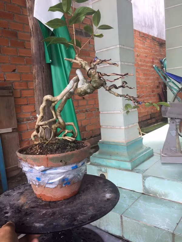 Can canh nhung cay bang lang bonsai sieu dep mat-Hinh-9