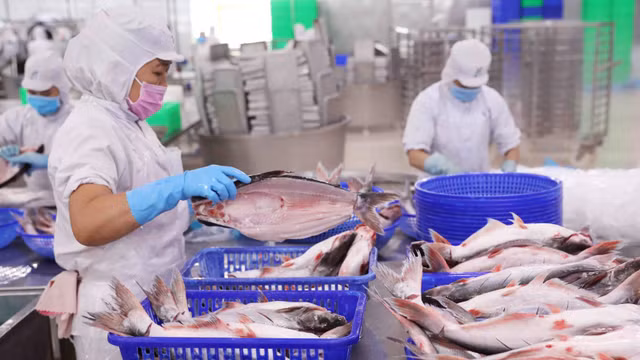 Giá bán cá tra VHC phục hồi chậm, cổ phiếu chưa hấp dẫn Gia ban ca tra VHC phuc hoi cham, co phieu chua hap dan