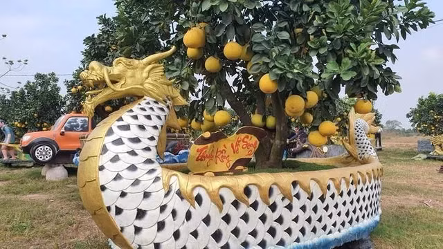Xuat hien chau buoi hinh rong tram trieu duoc gioi nha giau san Tet-Hinh-9