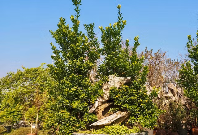 Loạt cây bonsai ôm gỗ lũa độc đáo chào Tết 2024 Loat cay bonsai om go lua doc dao chao Tet 2024