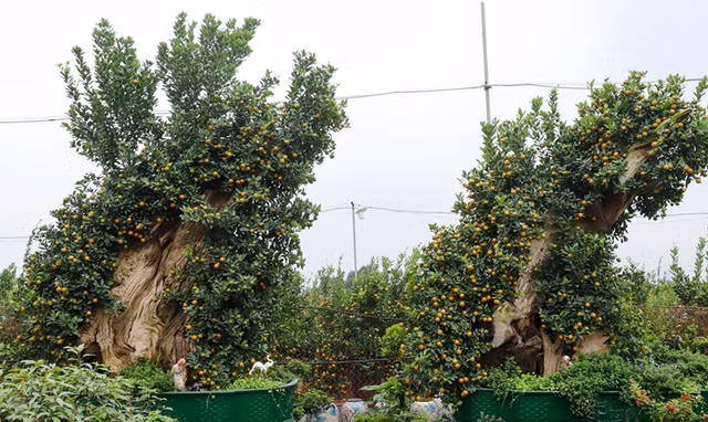 Loat cay bonsai om go lua doc dao chao Tet 2024-Hinh-5