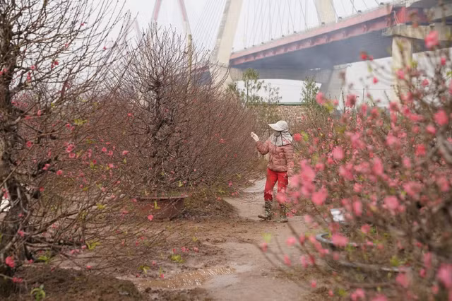 Nhung ngay can Tet, vuon dao Nhat Tan o Ha Noi nhon nhip-Hinh-3