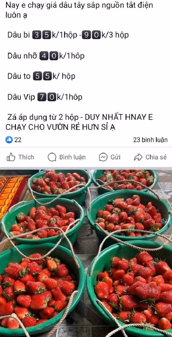 Tràn lan chợ mạng dâu tây giá rẻ Tran lan cho mang dau tay gia re