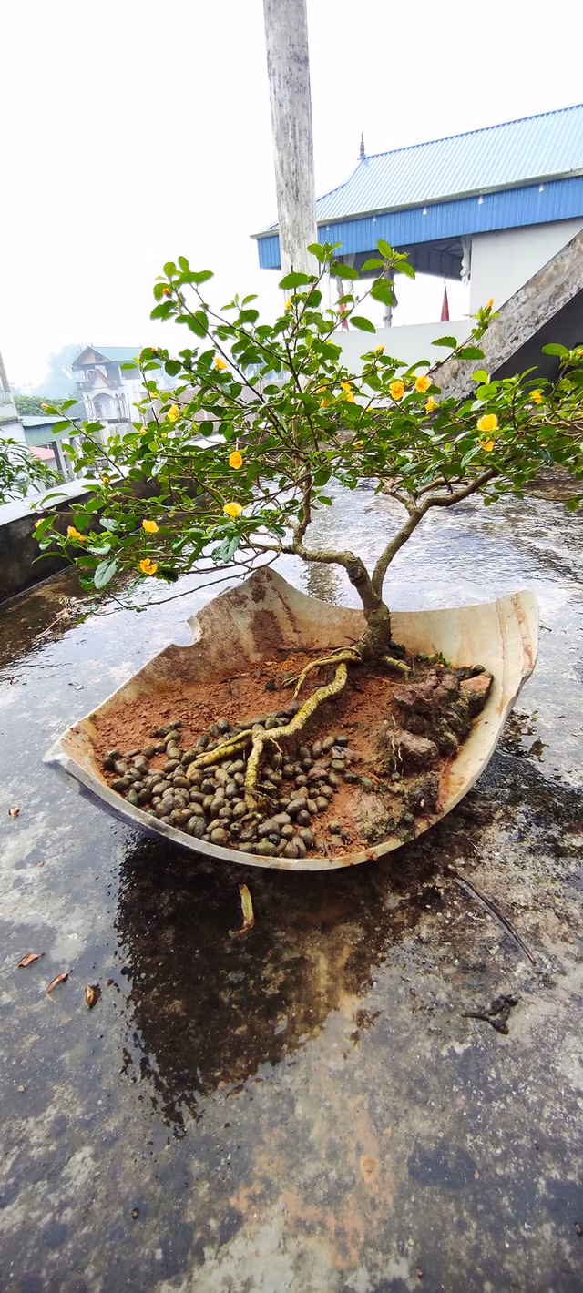 Cay dai ngoai dong 