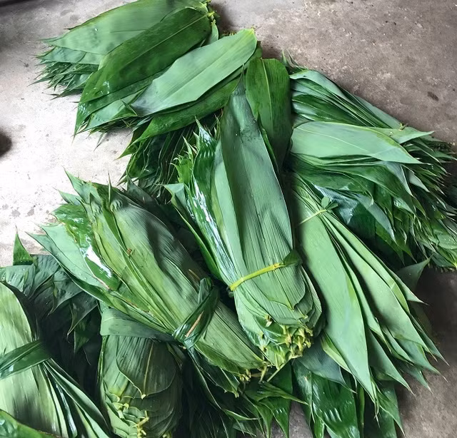 3 loại lá người dân vứt bỏ nay thành hàng xuất khẩu triệu USD - Hình 4 3 loai la nguoi dan vut bo nay thanh hang xuat khau trieu USD-Hinh-4