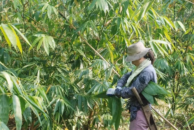 3 loại lá người dân vứt bỏ nay thành hàng xuất khẩu triệu USD - Hình 3 3 loai la nguoi dan vut bo nay thanh hang xuat khau trieu USD-Hinh-3