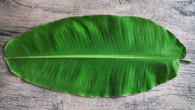 3 loại lá người dân vứt bỏ nay thành hàng xuất khẩu triệu USD - Hình 7 3 loai la nguoi dan vut bo nay thanh hang xuat khau trieu USD-Hinh-7
