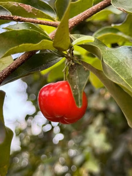 Ben trong khu vuon du cay trai cua ca sy My Tam-Hinh-2