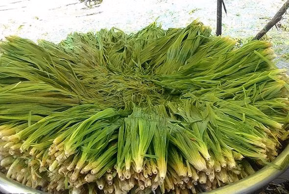 3 loai co dai nay la 'kho vang' cua nong dan-Hinh-2