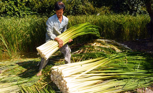 3 loai co dai nay la 'kho vang' cua nong dan-Hinh-6