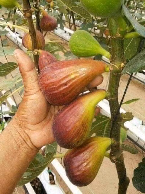Giá 300 ngàn đồng/kg, sung khổng lồ có gì đặc biệt? - Hình 2 Gia 300 ngan dong/kg, sung khong lo co gi dac biet?-Hinh-2