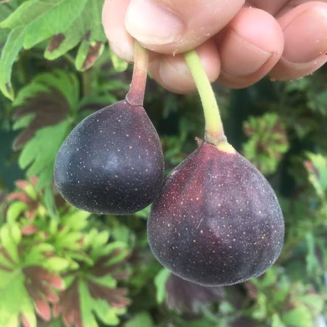 Giá 300 ngàn đồng/kg, sung khổng lồ có gì đặc biệt? - Hình 8 Gia 300 ngan dong/kg, sung khong lo co gi dac biet?-Hinh-8