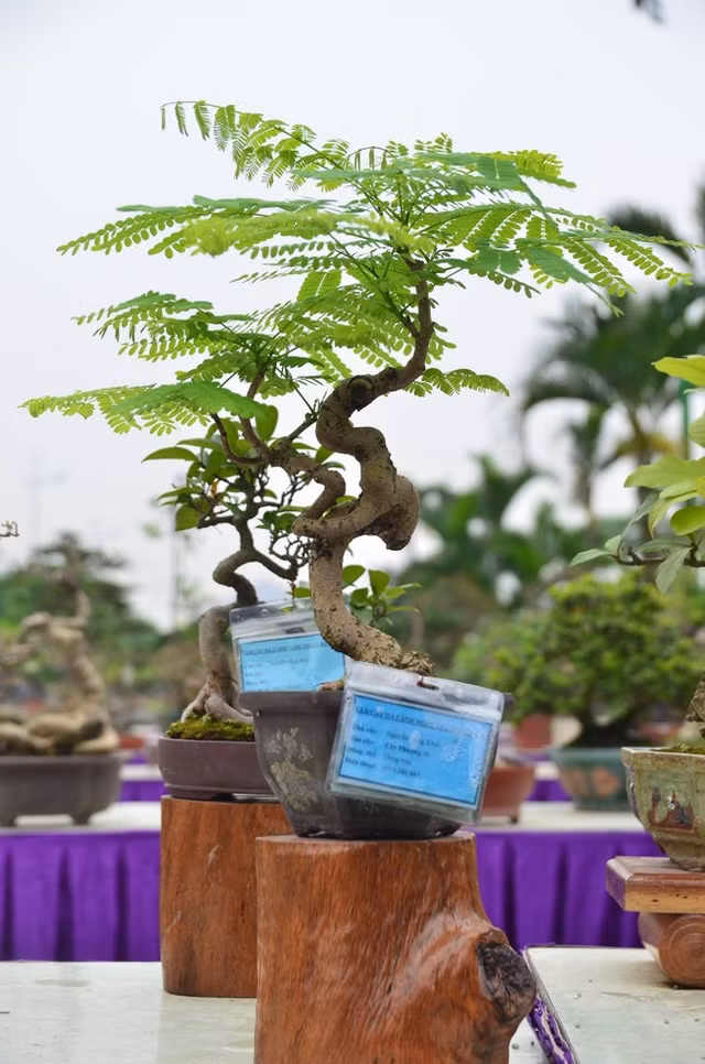 Nhung chau bonsai ti hon nhung tri gia ca tram trieu dong-Hinh-9